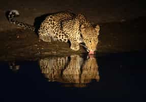 See wildlife on a night game drive in Lake Manyara