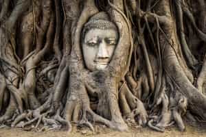Ayutthaya