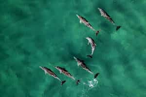 Search for whales and dolphins in Vilanculos