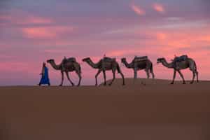 Erg Chebbi