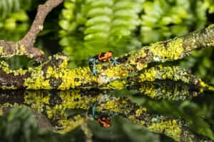 The Peruvian Amazon