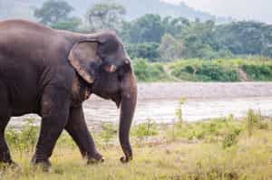 Visit the Elephant Sanctuary in Chiang Rai