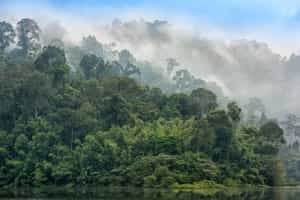 Go jungle trekking through the Khao Sok rainforest