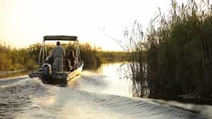 Gaze at wildlife from a boating safari in Moremi