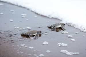 Spot the turtles of Tortuguero