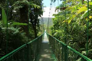 Explore the hanging bridges of Monteverde forest