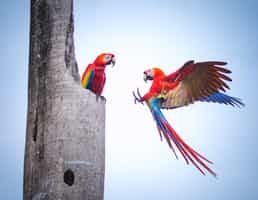 Head into a twitchers paradise in Corcovado