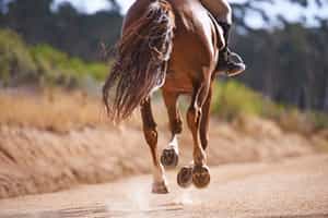 Explore Tulbagh on horseback