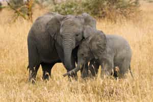 Enjoy a big five safari drive in Zululand