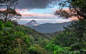 Monteverde Cloud Forest