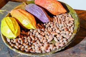 Learn the art of chocolate making at a cacao farm