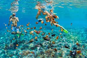Snorkel through Khao Lak's crystal clear waters