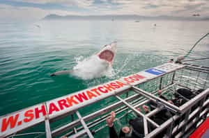 Cage dive with sharks in the Overberg