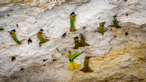 Go bird watching in Zakouma National Park