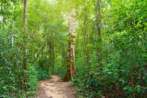 Explore the Phu Quoc National Park