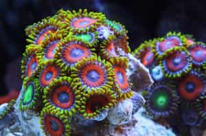 Scuba dive off Hon Mun Island, Nha Trang