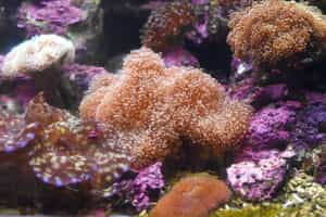 Scuba dive among the coral reefs in Koh Rong