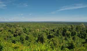 Go on a trek through the jungles of Koh Kong
