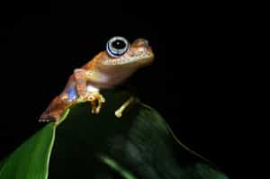 Go on a guided walk in Mitsinjo reserve, Andasibe