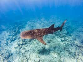 Go on a whale shark excursion in Nosy Be