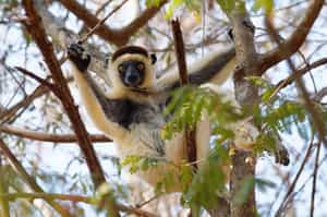 Go on a guided tour of Kirindy Forest Reserve