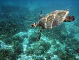 Go diving in Ifaty's marine life-rich waters