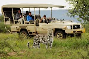 Track Otijawarongo's wildlife on a game drive