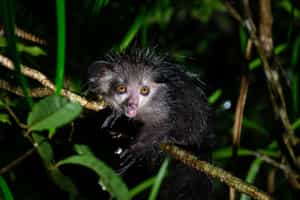Go on a night walk safari in Andrafiamena