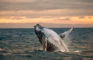 Spot whales on a boat cruise in Masoala