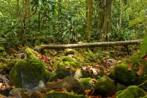 Hike through Masoala National Park