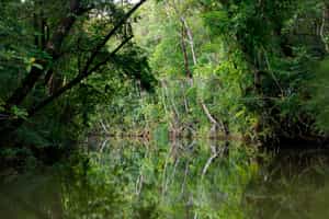 Spot the birds of Masoala from your pirogue