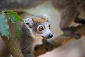 Spot the many lemur species in Ankarana Reserve