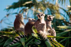 Trek Nosy Ankao on foot spotting endemic species