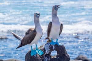 Spot the unique birds of North Seymour Island