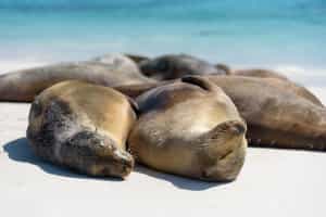 See sea lions on Española Island at San Cristobal