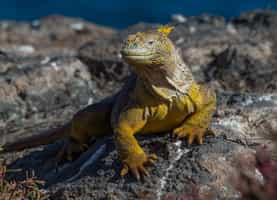 Spot the basking marine and land Iguanas