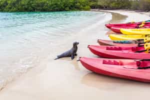Kayak between the sea lions from Isla Isabela