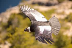 Spot birds and wildlife in El Calafate 