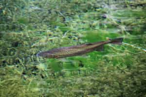 Fish in Aysen's rivers for salmon and trout