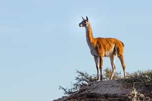 Learn about Torres Del Paine's flora and fauna