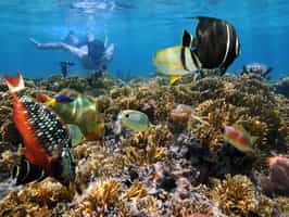 Snorkel the crystal clear waters of Watamu