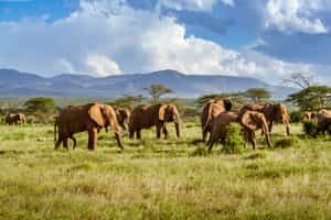 Track wildlife on a game drive in KwaZulu Natal