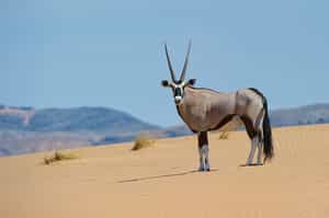 Track Kaokoland's wildlife on a game drive