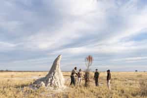 Discover Etosha's smaller wildlife on a bush walk
