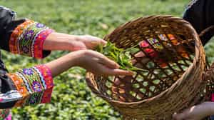 Delight in Forest Friendly Tea in Chiang Mai