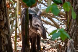 Explore the Tapir Valley Nature Reserve