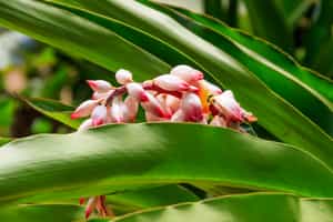 Enjoy a tasting tour at a spice farm in Stone Town