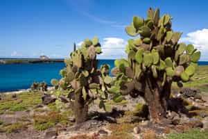 Explore the rich diversity of South Plaza Island