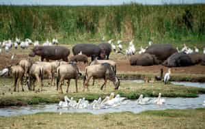 Lake Manyara National Park