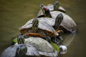 Visit the Caño Negro National Wildlife Refuge